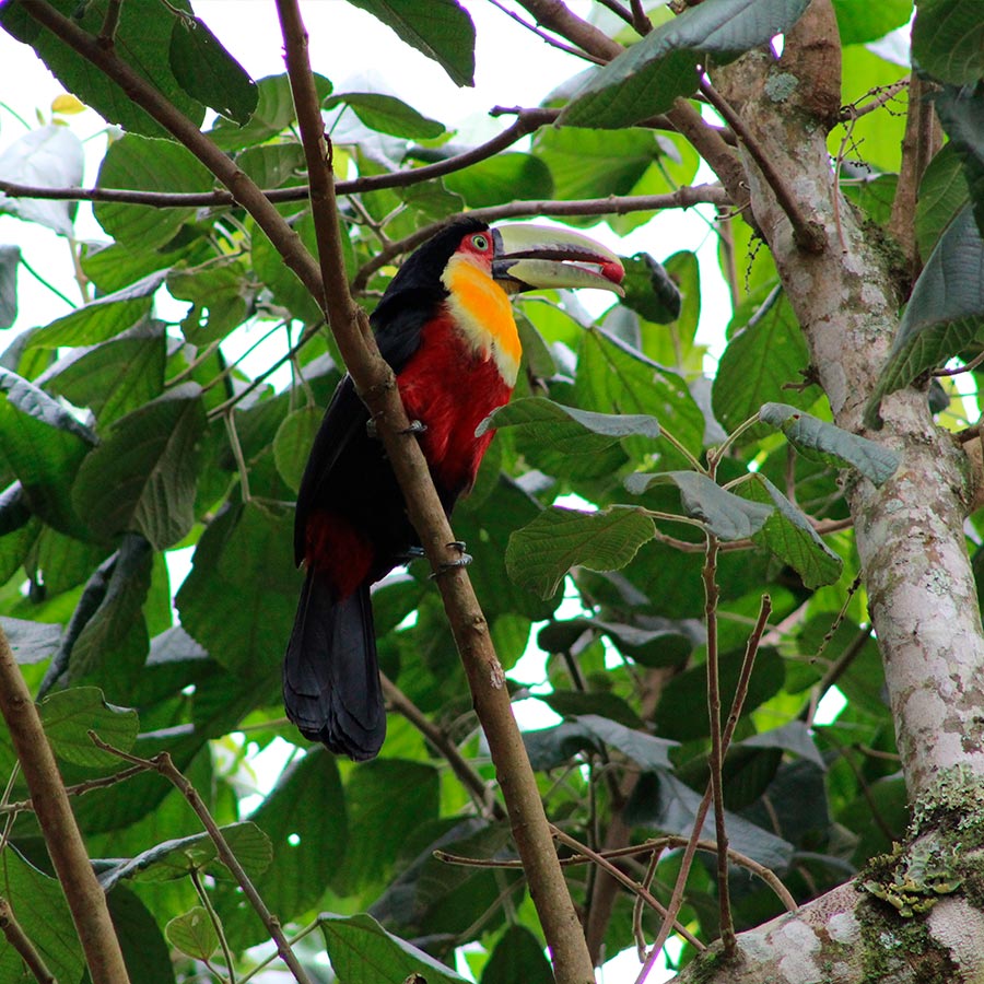Tucán bicolor (Ramphastos dicolorus) o tucán pico verde. Tours al Amazonas en Viajes Comfama