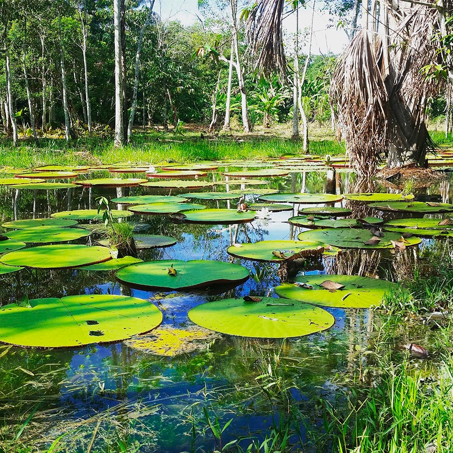 Entorno acuático típico de la cuenca del Amazonas. Tours al Amazonas en Viajes Comfama.