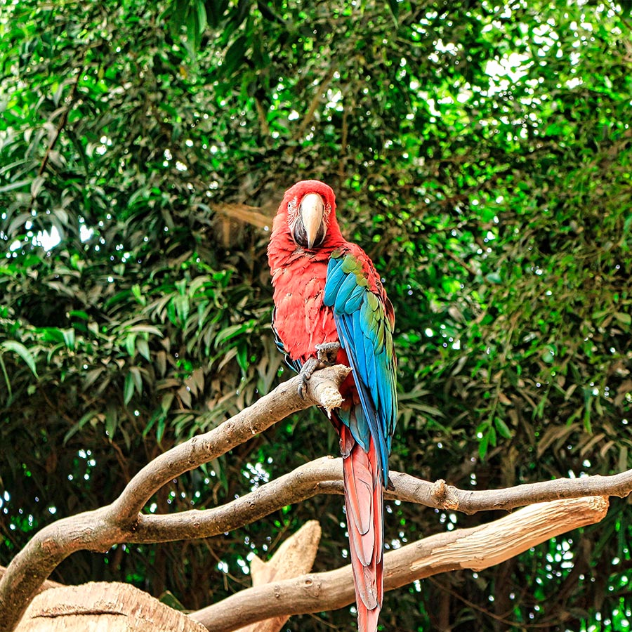Guacamaya roja (Ara macao) posada en una rama. Visita el Amazonas con Viajes Comfama