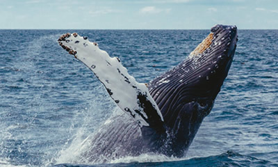 Bahia Solano - Avistamiento de Ballenas