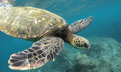 Bahía Solano - Liberación de Tortugas