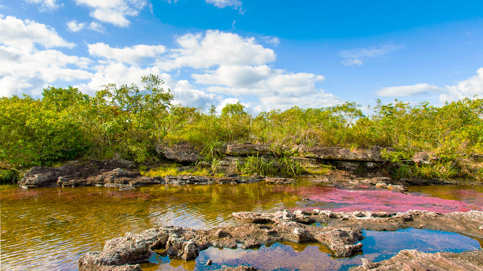Caño Cristales en Meta, un espectáculo natural en la Serranía de la Macarena. Paquetes turísticos en Viajes Comfama