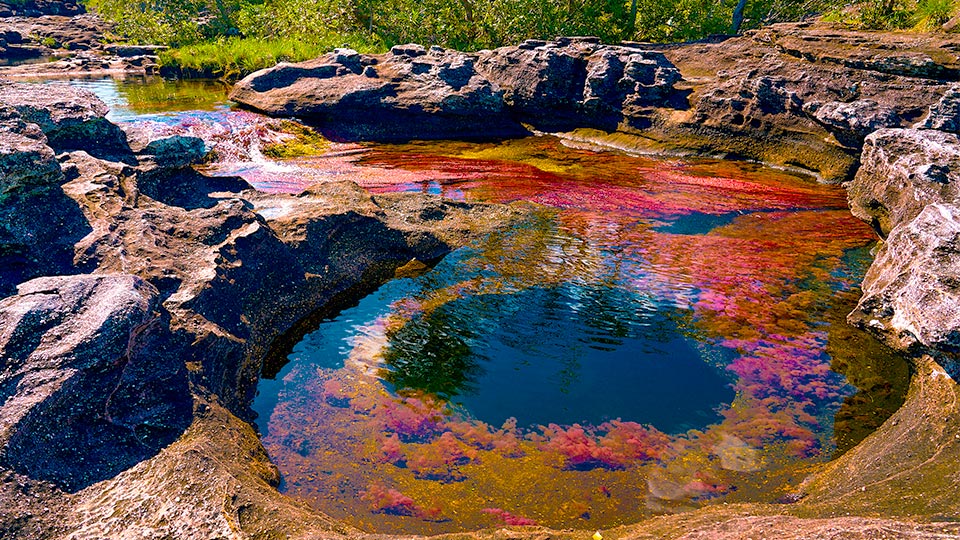 Caño Cristales en Meta, un espectáculo natural en la Serranía de la Macarena. Paquetes turísticos en Viajes Comfama