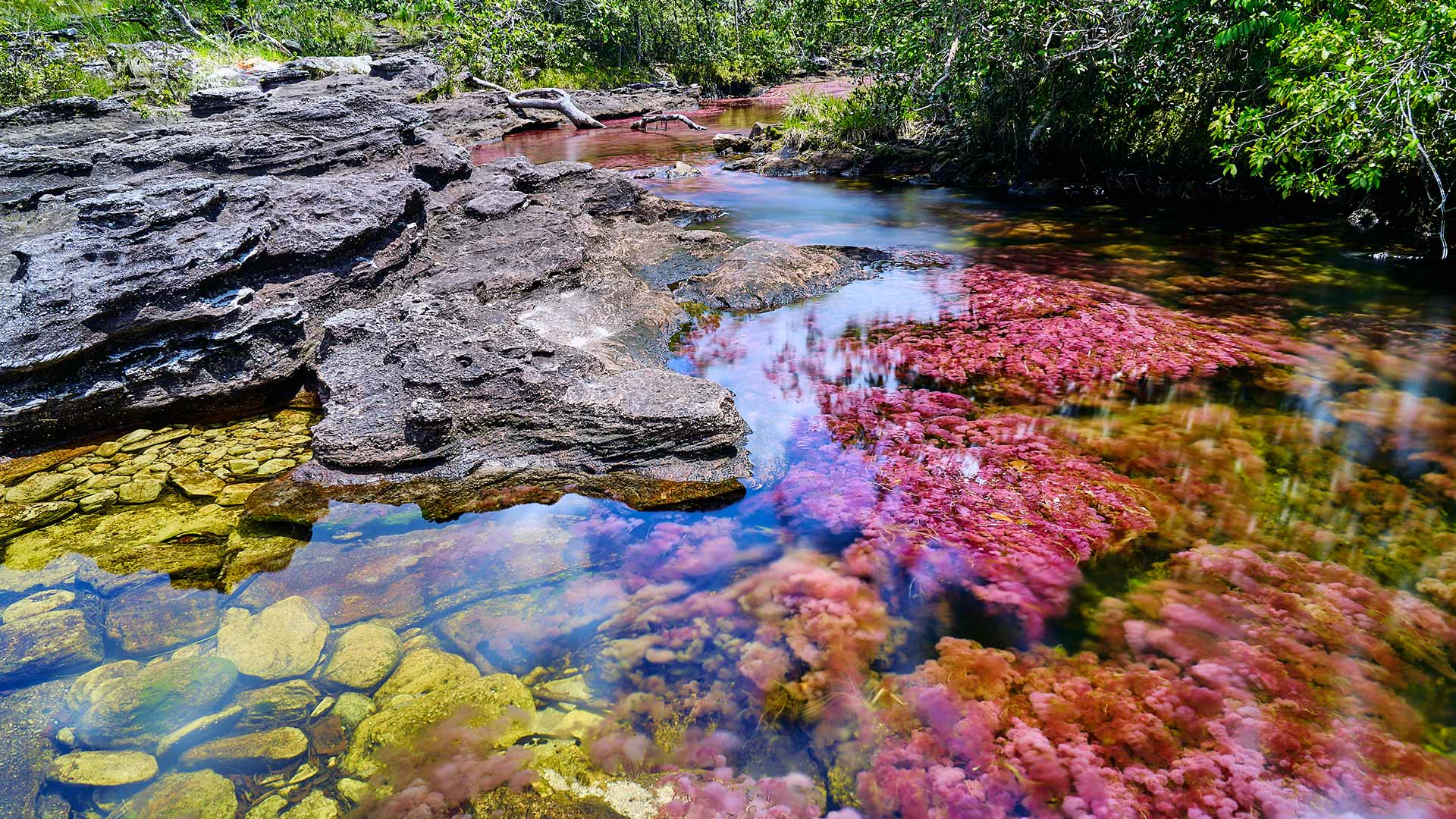 Caño Cristales en Meta, Colombia: 'El río de los siete colores'. Paquetes turísticos en www.viajescomfama.com