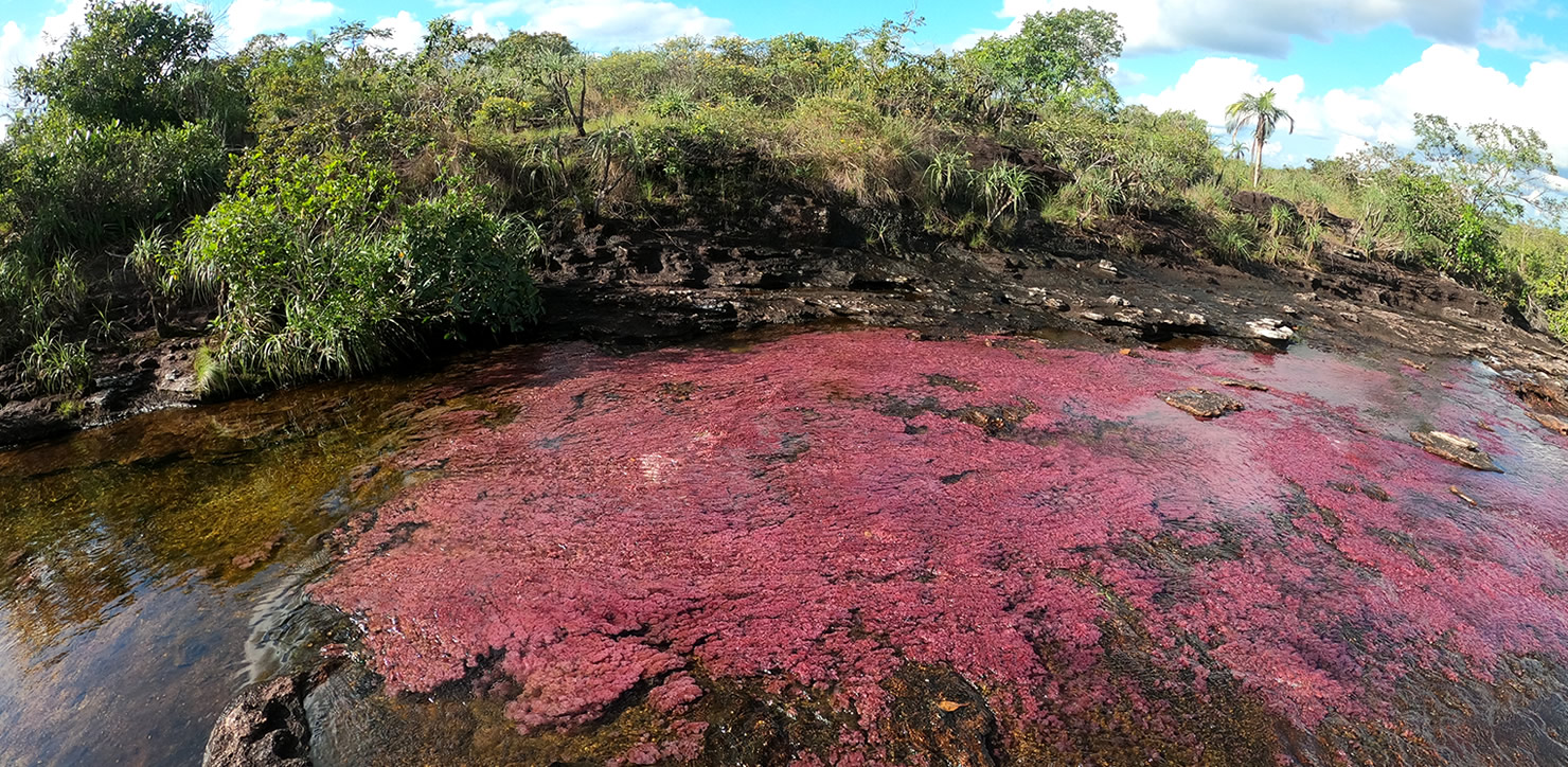 Caño Cristales