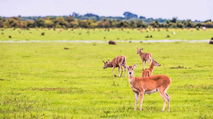 Casanare - Llanos Orientales