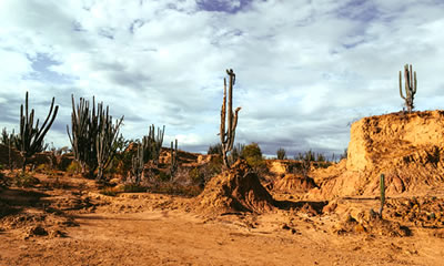 Desierto de la Tatacoa - Bosque seco