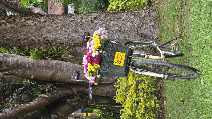 Bicicleta con canasto lleno de crisantemos de diferentes colores en La Ceja. Visita con Viajes Comfama