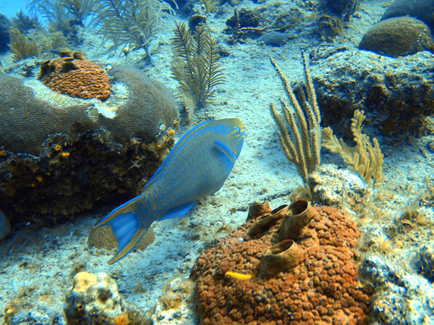 Buceo con proposito en San Andrés