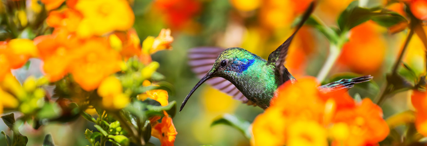 Vaijando con las Aves en Támesis